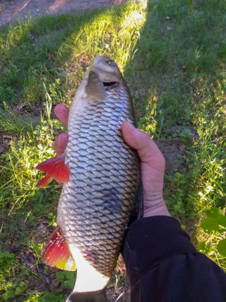 Как и на что ловить голавля фидером весной. Не спортивный способ ловли на хлеб и не только... (2).jpg